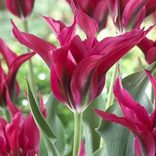 10 x Tulipa Viridiflora Dolls’ Minuet - Magnificent & Long Stemmed Tulips -Late Spring Long Bloom Period - for Your Beautiful Garden