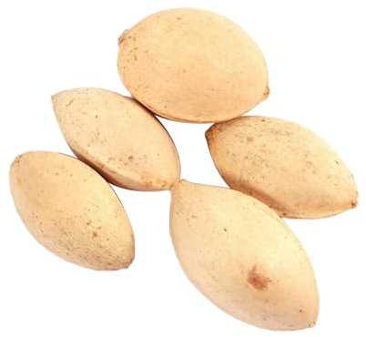 kiskick 5 Unids Semillas de Pistachos No OGM Fácil de Plantar Semillas de Árbol de Pistachos Frescas para Semillas de Jardín para plantar verduras y frutas Semilla