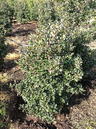 amerikanische Hülse, Ilex meserveae Blue Angel 50-60 cm hoch mit Ballen