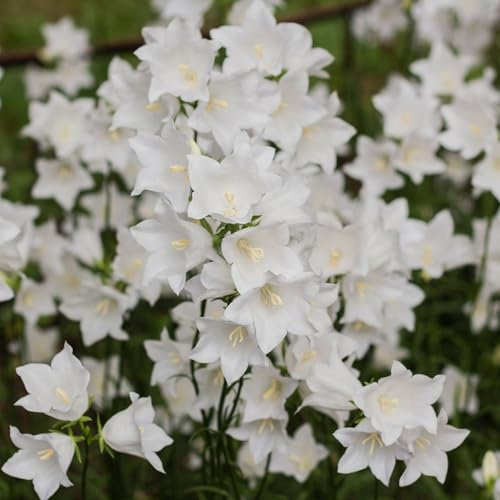 Campanula Persicifolia White Bell Flowers, Garden Perennial Plants, 3 x 9cm Pots