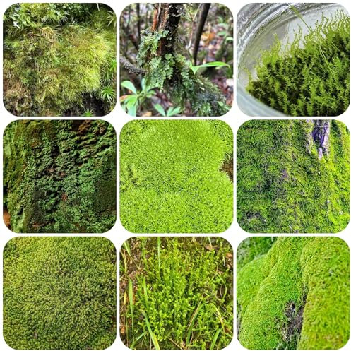semi di muschio resistenti giardino interno semi di antiche varietà semi di piante esotiche piante da ufficio pianta da balcone le piante da stagno sono resistenti piante decorative 200pcs