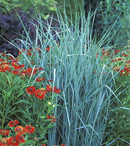 5 x Panicum virgatum 'Prairie Sky' im 1 Liter Topf (Ziergras/Gräser/Winterhart/Mehrjährig/Staude/Stauden) blaue Rutenhirse - Natürliche Leichtigkeit in kühlen Blautönen - von Stauden Gänge