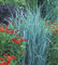 5 x Panicum virgatum 'Prairie Sky' im 1 Liter Topf (Ziergras/Gräser/Winterhart/Mehrjährig/Staude/Stauden) blaue Rutenhirse - Natürliche Leichtigkeit in kühlen Blautönen - von Stauden Gänge