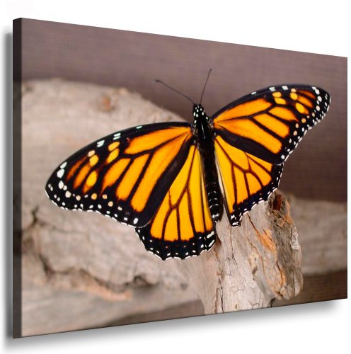 Julia-Art - Bilder Schmetterling Leinwand mit Keilrahmen 40 x 30 cm Leinwandbild XXL Wandbild Tiere Kunstdrucke Tierwelten Bild Wanddesign Wanddekoration c-642v-204