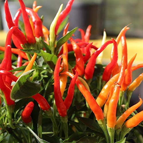 Poupila Chili Samen für ca. 20 Pflanzen - ideal für den Balkonkasten