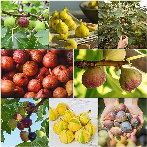 200 pcs feigenbaum pflanze samen - frisches obst topfpflanzen draußen winterhart feigen feige,Ficus carica, spalierobst bäume bonsai topf bonzai baum pflanztopf winterharte kübelpflanzen