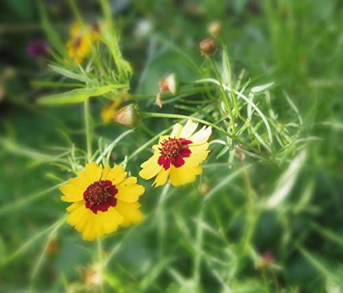 Coreopsis lanceolata Goldteppich - Garten Schönauge - Mädchenauge - Schöngesicht Stückzahl Rabatt Einzelpreis