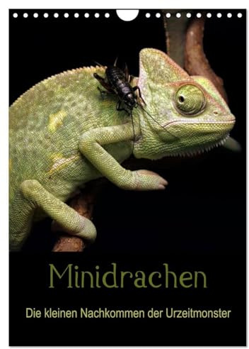Minidrachen - Die kleinen Nachkommen der Urzeitmonster (Wandkalender 2026 DIN A4 hoch), CALVENDO Monatskalender: Die kleinen Verwandten der ... Farbenvielfalt (CALVENDO Tiere)