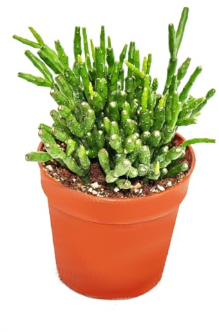 Hatiora salicornioides Keulenkaktus Binsenkaktus Pflanze 5,5cm Topf