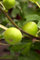 Ficus carica 'Brown Turkey' 15-20 cm - Feigenbaum, essbare Früchte, ideal für Kübel, pflegeleicht, winterhart bis -15°C