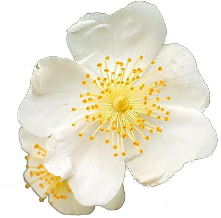 Climbing Rose Plant, 'Wedding Day', 1 x Full Plant in 5 Litre Pot, Rose Bush, Garden Ready and Ready to Plant, Premium Quality Roses