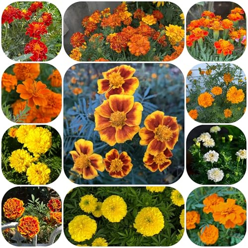 semi di tagete perenne resistente, giardino roccioso, resistenti all'esterno ornamentali, decorazione, 1000pcs