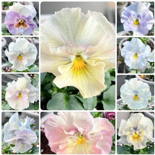 150 piezas semillas de pensamientos silvestres, flores silvestres, plantas perennes resistentes semillas de violeta cornuda flores para balcon, semillas organicas Plante semillas en