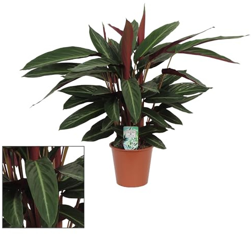 Calathea Stripestar Vivir - 55-65cm - Ø17cm - Planta de interior - Hojas perennes
