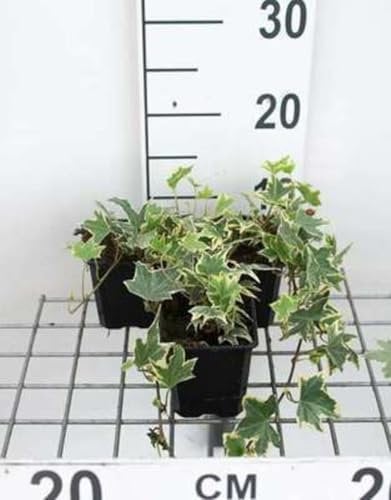 12 x Hedera helix Marg. Elegantissima - Edera variegata - vaso 9x9 cm