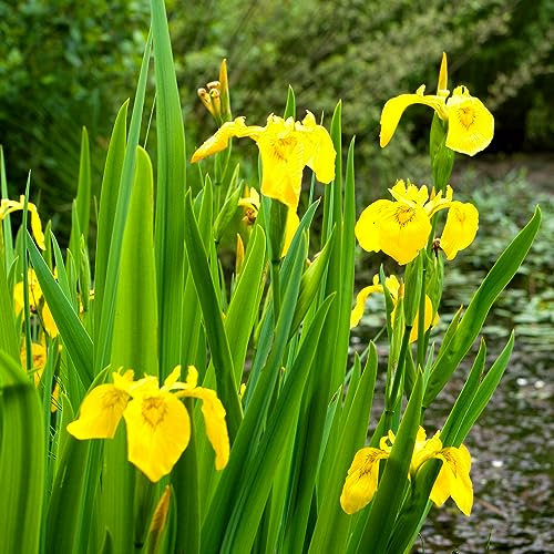 Yellow Flag Iris - 15 Seeds + Plant tag + Freebie - Iris Pseudacorus - Water Iris - Pond Wildflower