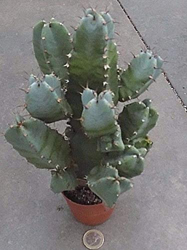 Portal Cool Euphorbia Resinifera Cm. 18x16