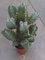 Portal Cool Euphorbia Resinifera Cm. 18x16