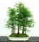 20 semi di sequoia gigante all'alba di sequoie più grandi affresco parco naturale albero di alta qualità 100% semi reali