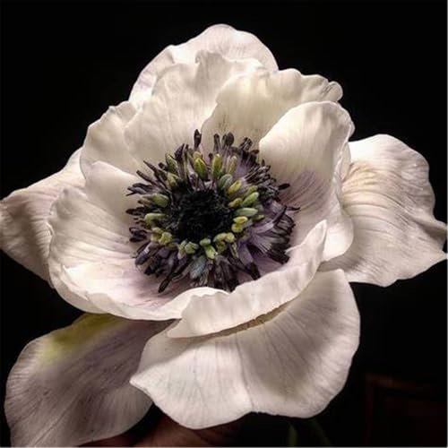 Mysteriöse magische Glühbirne, Garden, Winterhart zwiebeln,Anemonen,2 years pflanzen, pflanzkorb blumenzwiebeln-5 Anemone Zwiebeln-H