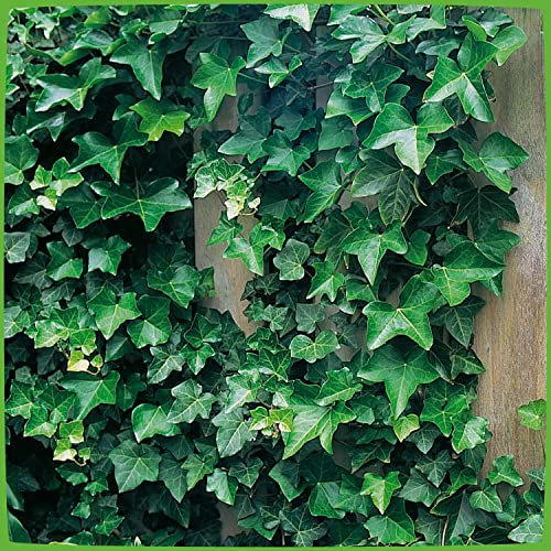 Gemeiner Efeu - Hedera Helix - Efeuranke als Sichtschutz oder Bodendecker - Kletterpflanze für Garten, Teich und Vorgarten - Efeublätter winterfest und immergrün - Pflanzen in Top Qualität von Garten