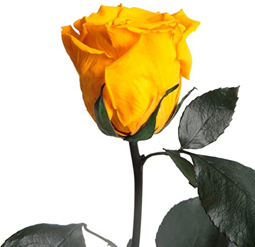 Ewige Rose Gelb - echte ewige Blume mit Stängel 30-35cm lang haltbar 3 Jahre - Blumen für Hello Yellow Deko und für Glasvase Geschenke für Frauen zum Geburtstag - Genesung Geschenke (Gelb)