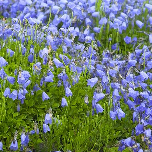 GardenersDream Campanula Jingle Blue Pflanze im Topf – Faszinierende Blauglöckchen-Gartenpflanze – Winterharte Staude für den Außenbereich, Cottage-Garten und Beete (inkl. 11 cm Topf)
