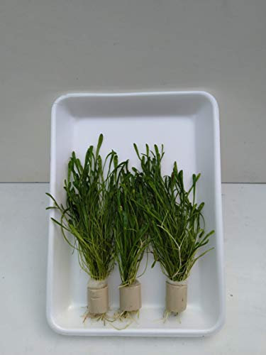 5 Bund Lilaeopsis Neuseeland, Bundpflanzen, Wasserpflanzen, Aquariumpflanzen Vordergrund