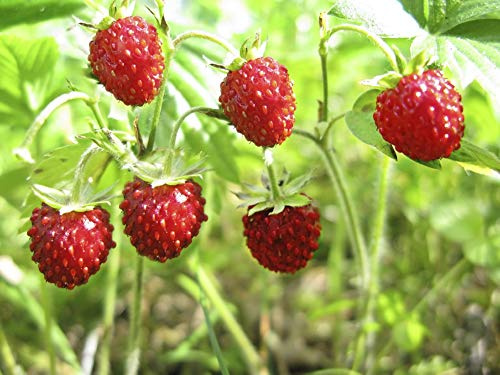 100 Holz Erdbeersamen - Red Fruit Garden - Aufschließend Bauernsamen - Semisauvage