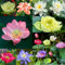 Lotus Samen Wohnung Gemischt 30PCS: Schalenlotus Samen Winterharte Pflanzen für Garten, Pflanzen Kräuter Samen, Bonsai Samen Blumen Balkon, Lotusblume Samen, Blumen Saatgut Schalenlotus Samen