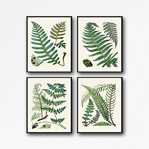 Farne Druck Set aus botanischen Farndrucken 4 Farne Poster botanische Wandkunst Farne Illustration Dekor Farne Dekor Farne Wandkunst botanische Zeichnungen (21x30cm (A4))