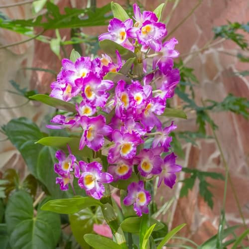 100 pcs Dendrobium nobile orchidee samen - pflanzensamen winterfeste pflanzen für garten orchideen, winterharte kübelpflanzen gartenblumen kräutergarten geschenk wiesensaatgut gartensamen