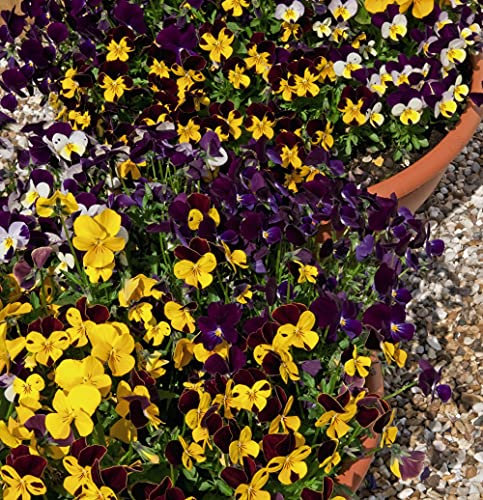 Viola Pot Pouri Mixed Garden Plant Hardy Perennial Flowering Garden Plants Easy to Grow Your Own 24x Plug Plants by Thompson and Morgan (24)