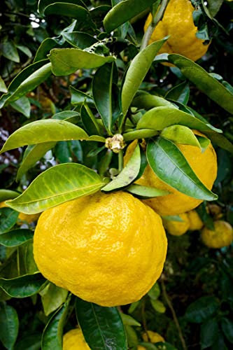 Yuzu “citrus junos”, Pianta in Vaso ø18 cm, Pianta di limone giapponese, Vivaio di Castelletto