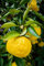 Yuzu “citrus junos”, Pianta in Vaso ø18 cm, Pianta di limone giapponese, Vivaio di Castelletto