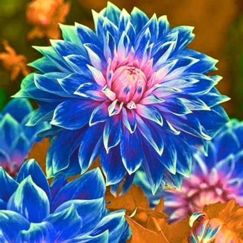 Dahlien zwiebeln,winterharte,dahlien knollen,dalienknollen winterfest bienenfreunlich,dahlien knollen winterhart MehrjäHrig,dahlien knollen großblumig,dahlienknollen kaufen.-2 zwiebeln-B