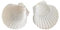 Coquilles de mer Coquilles de mer mixtes, Coquillages for l'artisanat 10~14cm Coquillage Saint-Jacques Coquillage de noix de coco blanche Décoration de mariage for la maison Décoration d'aquarium Spéc