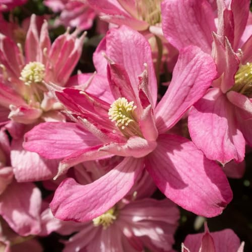 Carbeth Plants 2 x Clematis Montana Broughton Star Climbing Plant in 9cm Pot - Deep Pink Double Petal Summer Flowering Garden Ready Shrub - Deciduous Outdoor Climber for Walls, Fences or Trellis