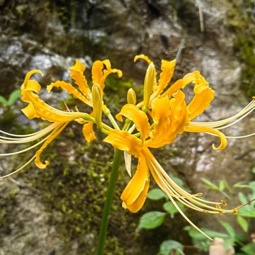 bulbi di giglio ragno - lycoris radiata piante resistenti in vaso, fiori rossa aconito invernale, per balcone luoghi soleggiati 5pcs