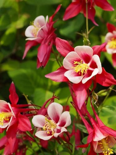 Akelei „Crimson Star“ (Aquilegia) frosthart, rot