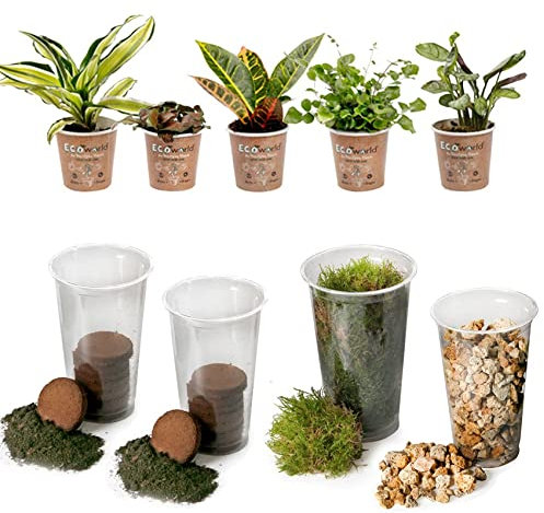 vdvelde.com - Tropical Terrarium Pflanzen Set - 5 Pflanzen - 5 Mini Pflanzen - Komplettes DIY-Set - Ohne Glas