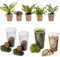 vdvelde.com - Tropical Terrarium Pflanzen Set - 5 Pflanzen - 5 Mini Pflanzen - Komplettes DIY-Set - Ohne Glas