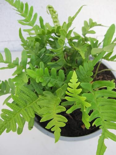 Polypodium vulgare - Engelsüss - Tüpfelfarn - Pflanzenstauden