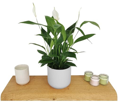 Generisch Echt-Möbel Wandregal aus massiver Eiche mit geschliffener Baumkante - Freischwebendes Echtholz Regalbrett inkl. Montagematerial (80cm Länge)