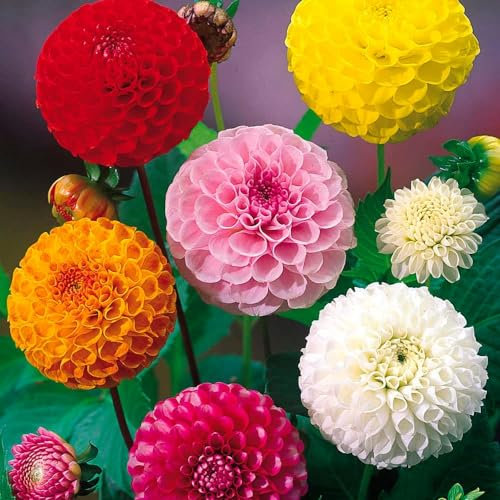 3 x Dahlia Pompon Mixed – Colourful Ball-Shaped Flowers – Summer Flowering Bulbs – Perennials – for Your Beautiful Garden