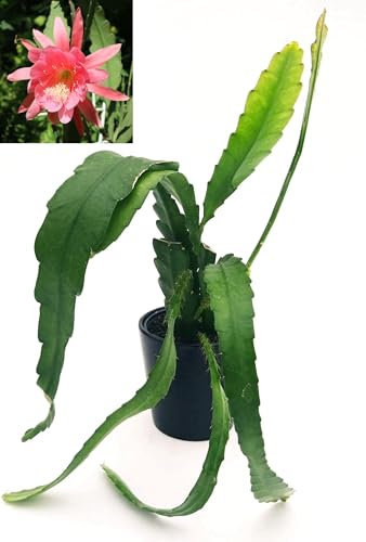 POWERS TO FLOWERS - EPIPHYLLUM LINGUA DI SUOCERA A FIORE GIGANTE ROSA, RHIPSALIS, vaso 13cm, pianta vera