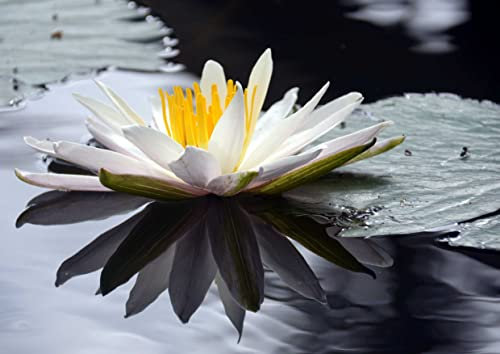 HANSEPUZZLE 103832 - Lotus Puzzle 260 Teile | Natur Puzzle mit hochwertiger Puzzle Aufbewahrung: Kartonbox und wiederverschließbarem Beutel | Puzzle-Maße: 41 x 28,7 cm