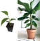 Musa basjoo (Japanese Fibre Banana) in 9cm Pot - Indoor Plant - Flowers in Summer (1 Plant)