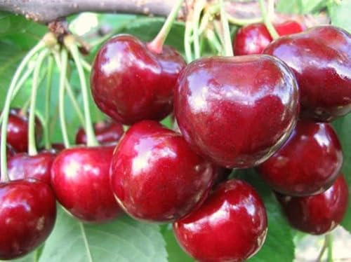Uzbek red Cherry Large 10 PCS Fresh Seeds, Prunus avium, Red Large Cherry, Fruit Tree, White Flowers, Organic Seeds
