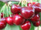 Uzbek red Cherry Large 10 PCS Fresh Seeds, Prunus avium, Red Large Cherry, Fruit Tree, White Flowers, Organic Seeds